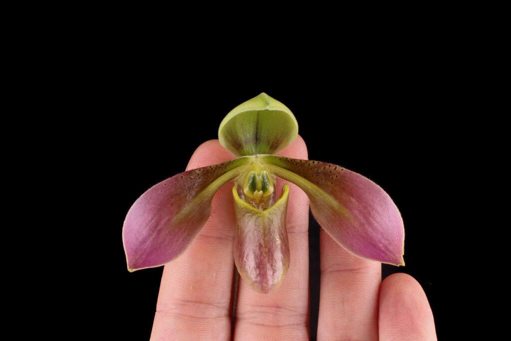 Benutzerdefinierter Link Paphiopedilum appletonianum