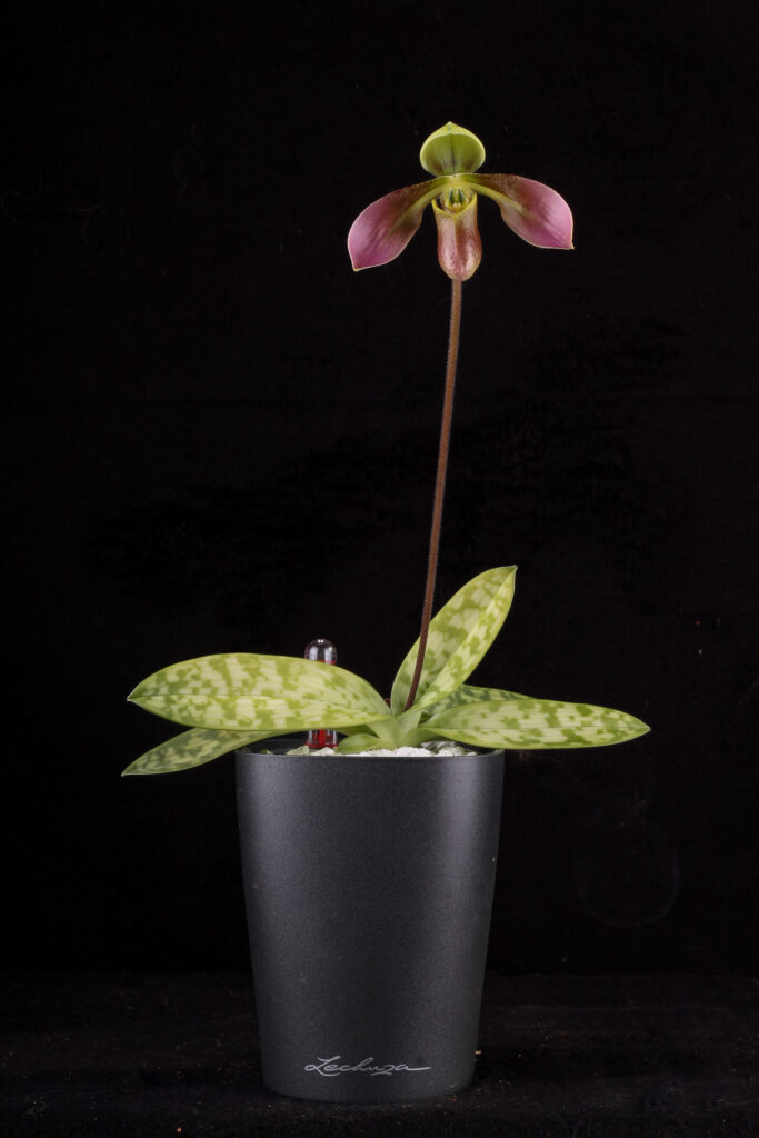 Benutzerdefinierter Link Paphiopedilum appletonianum