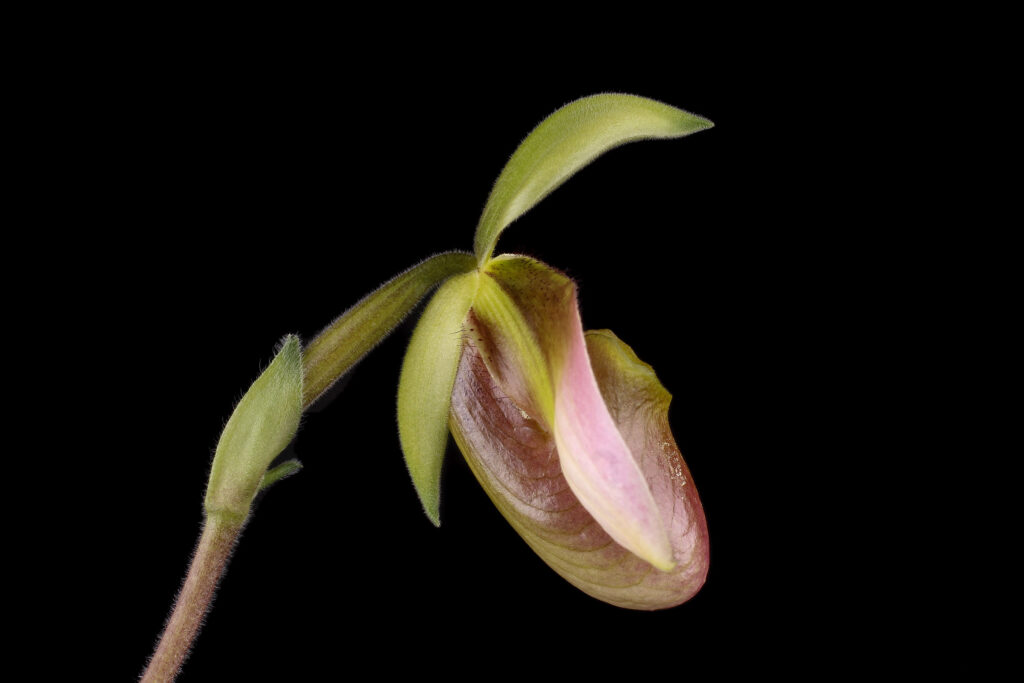 Benutzerdefinierter Link Paphiopedilum appletonianum