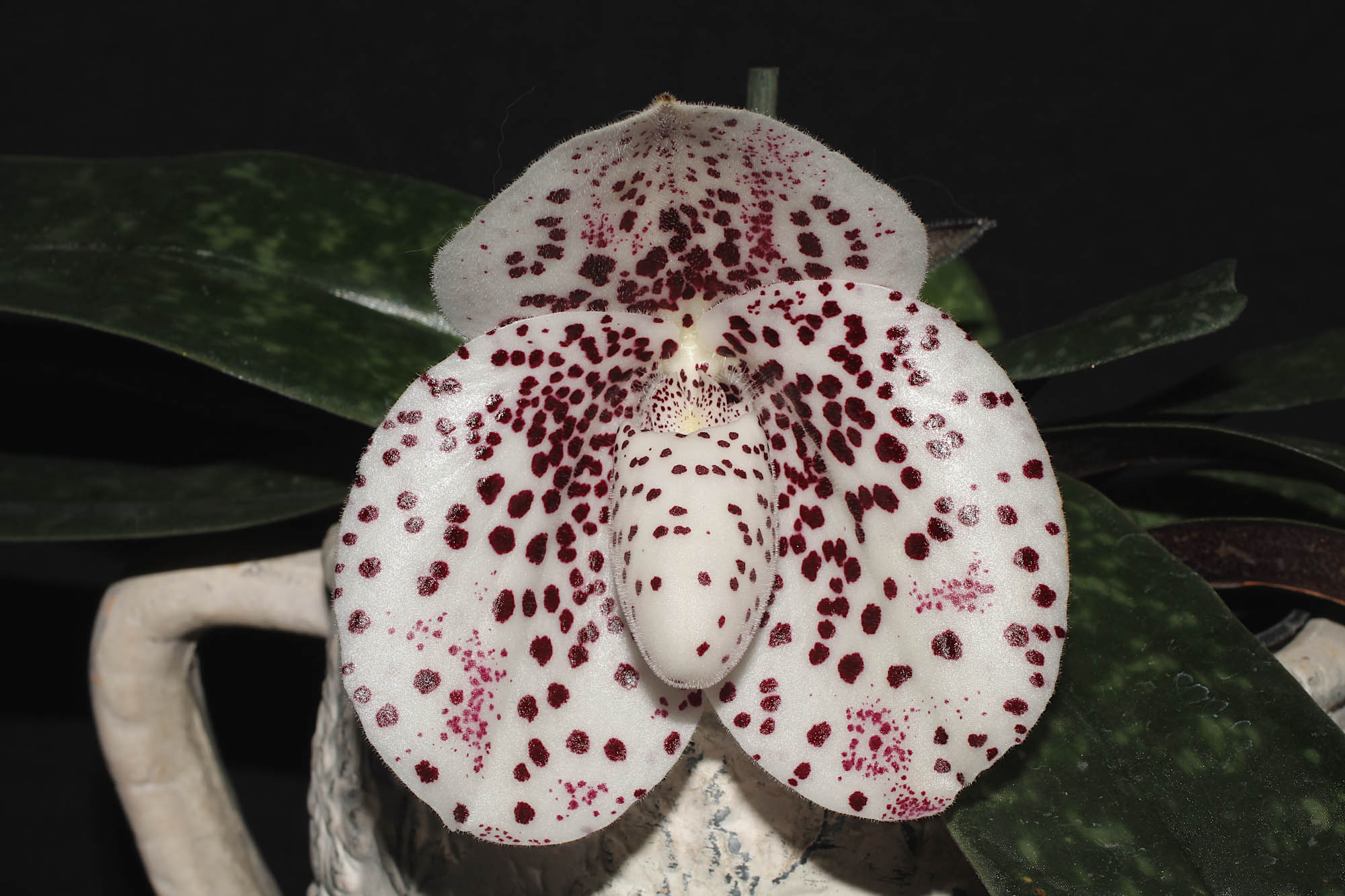 Paphiopedilum bellatulum