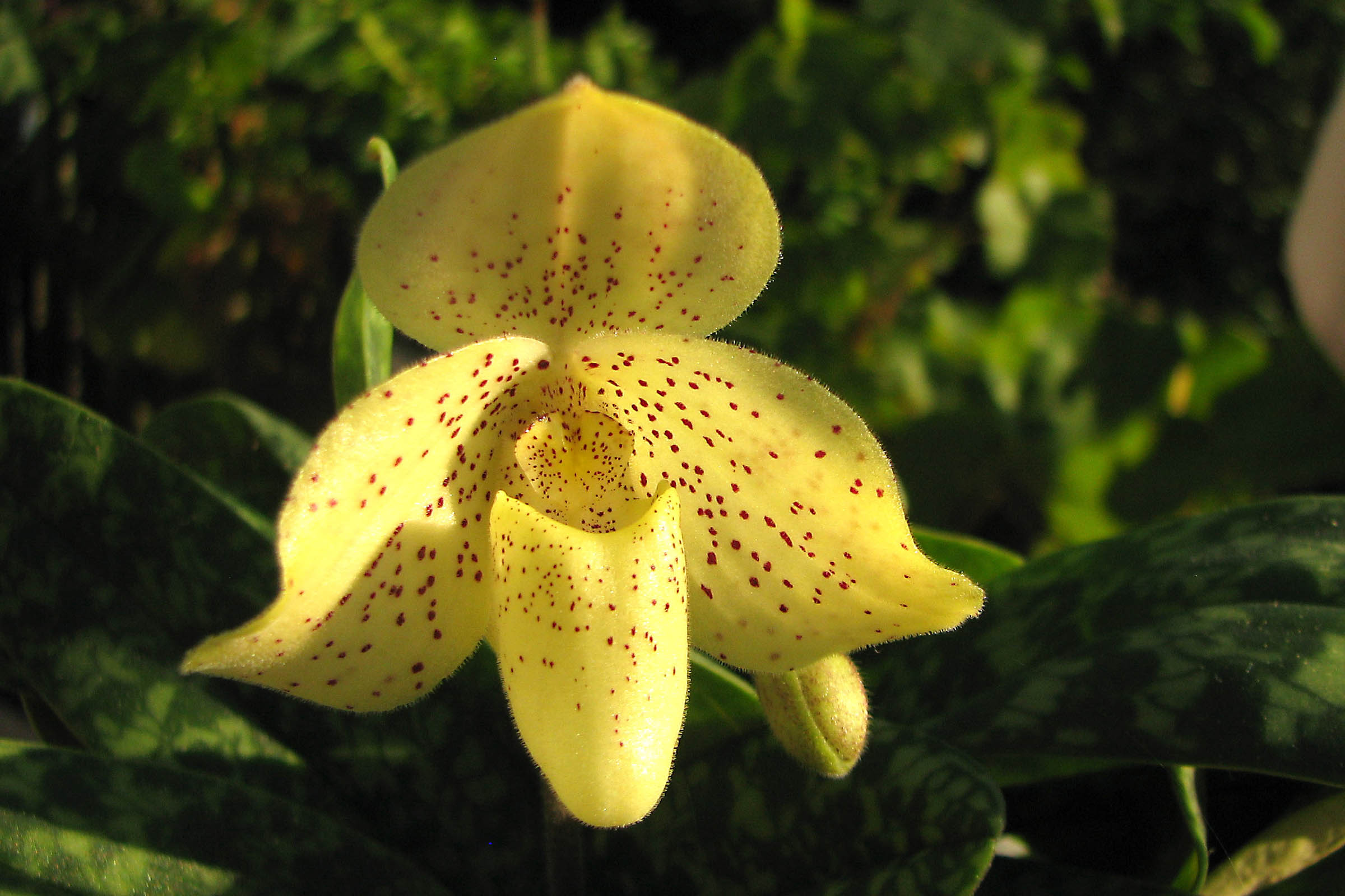 Paphiopedilum concolor