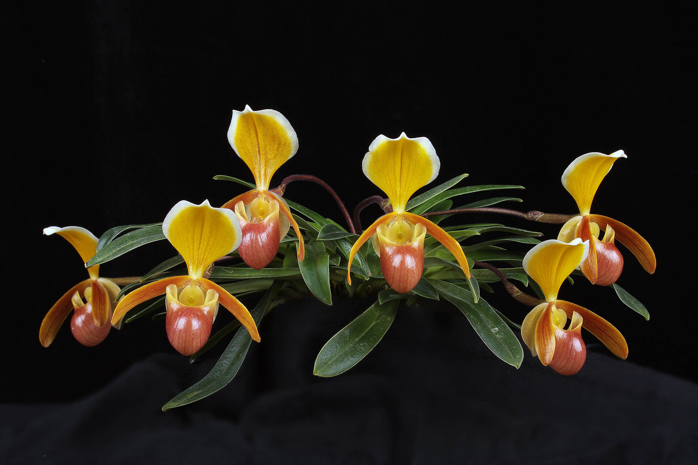 Paphiopedilum helenae