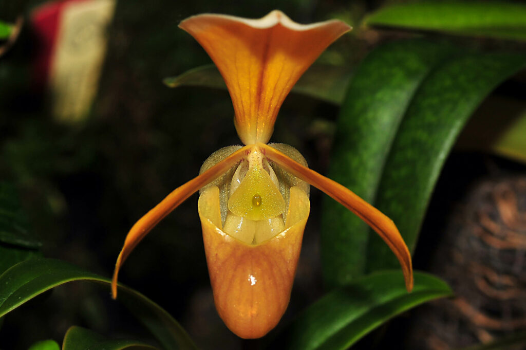 Paphiopedilum helenae