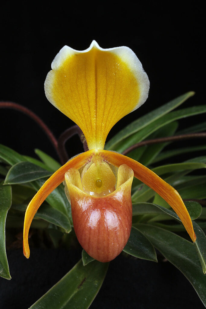 Paphiopedilum helenae