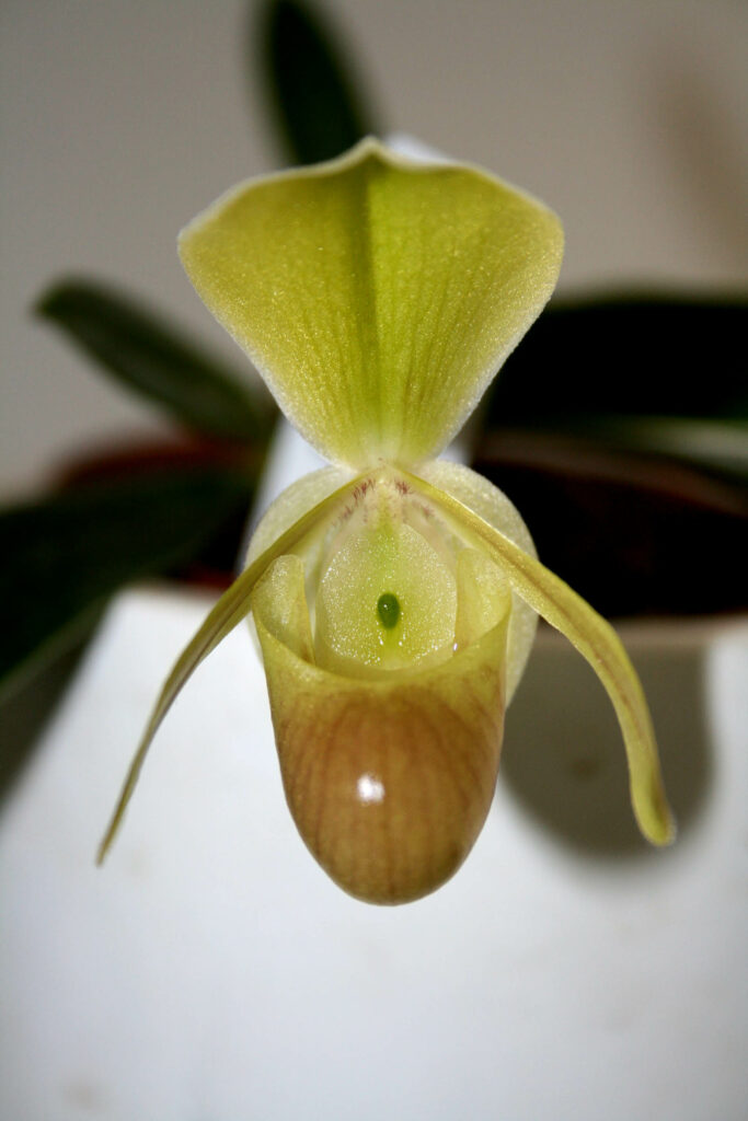 Paphiopedilum helenae