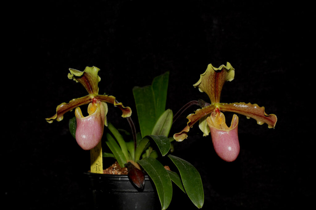 Paphiopedilum herrmannii