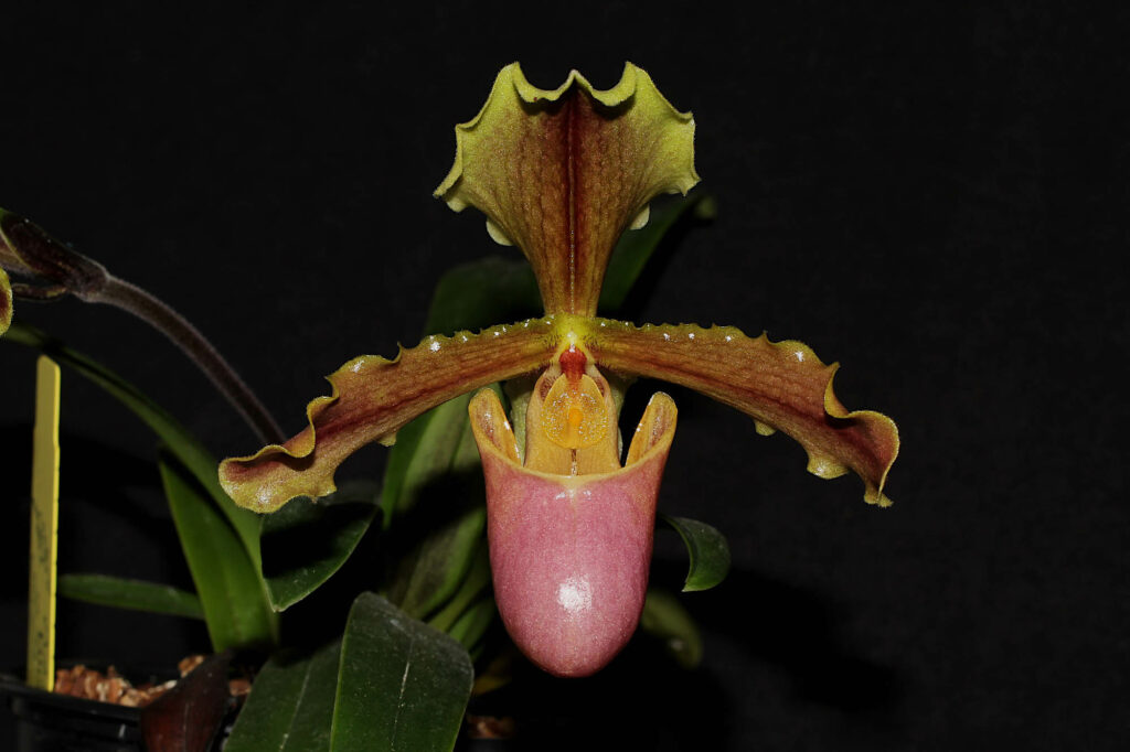 Paphiopedilum herrmannii