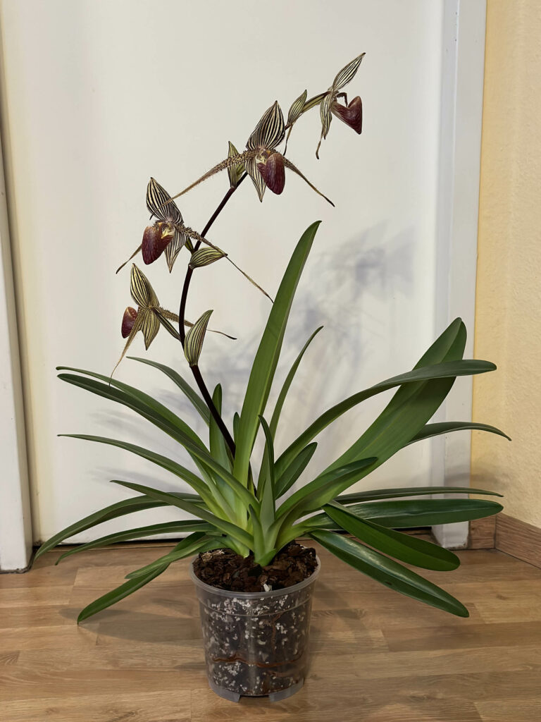 Paphiopedilum rothschildianum 'Timotheus'