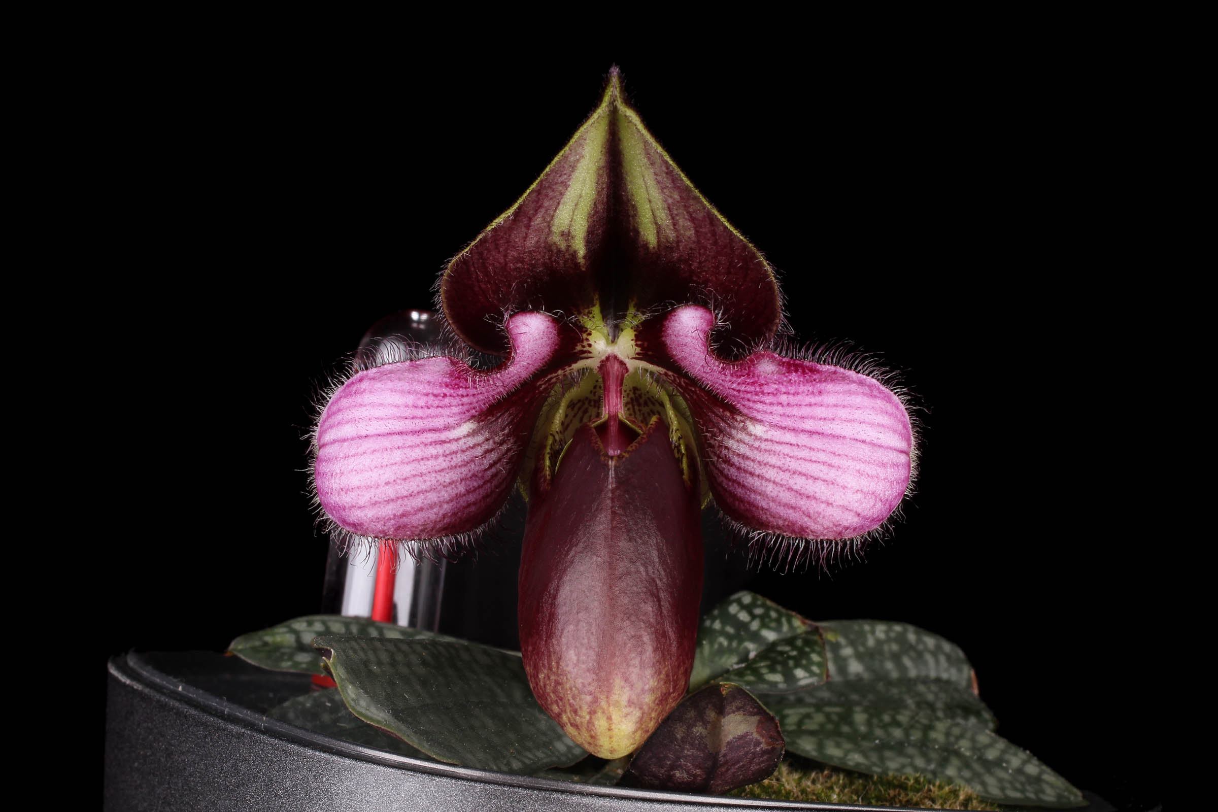 Paphiopedilum rungsuriyanum