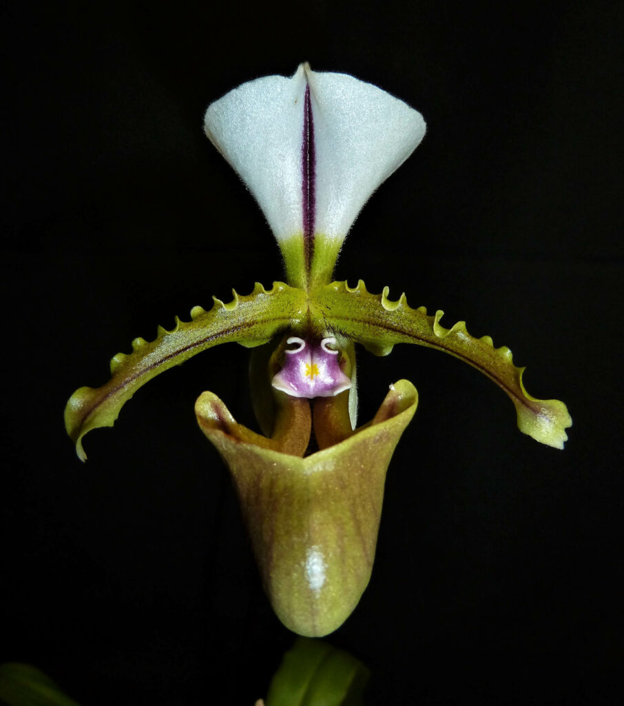 Paphiopedilum spicerianum