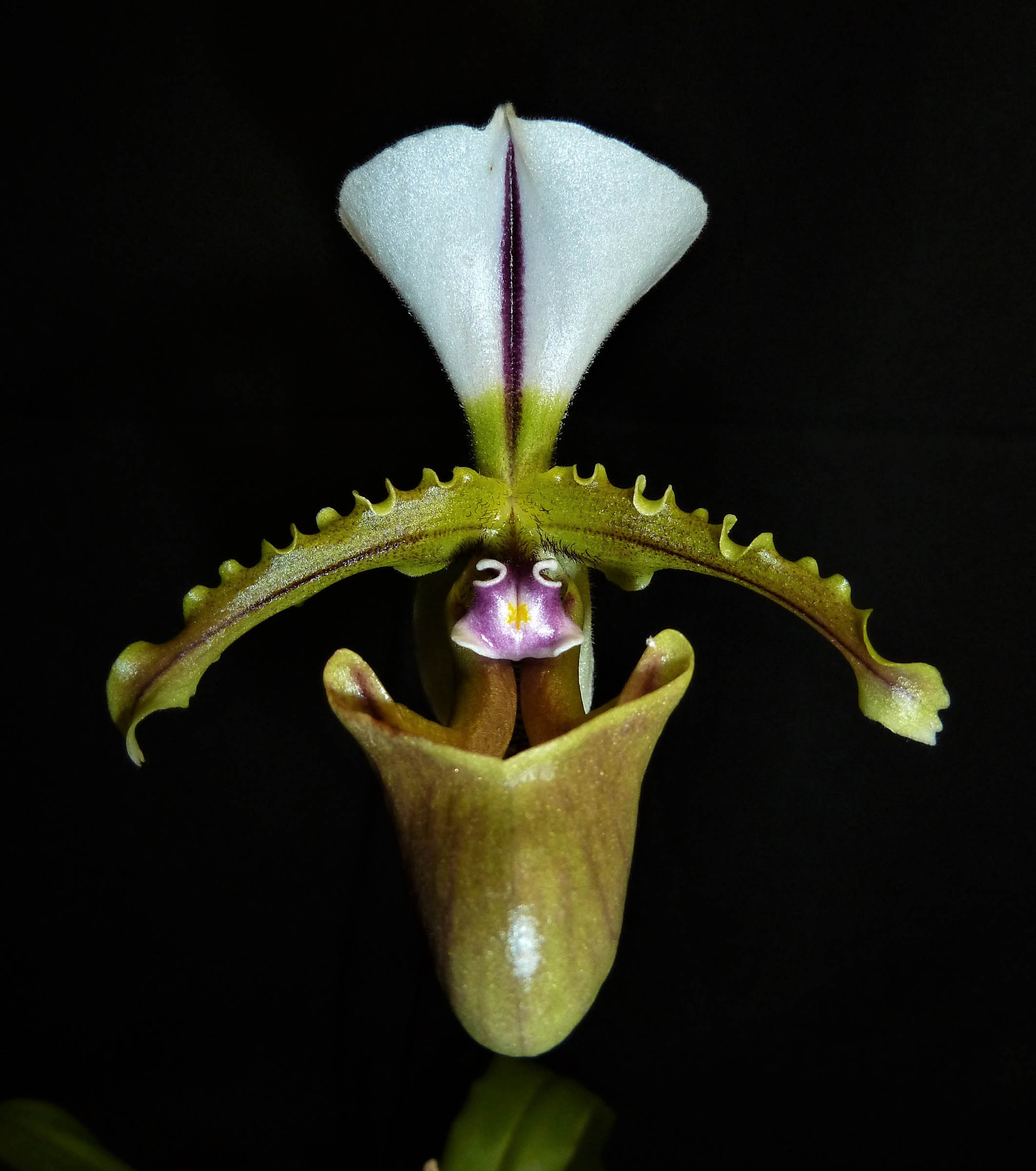 Paphiopedilum spicerianum