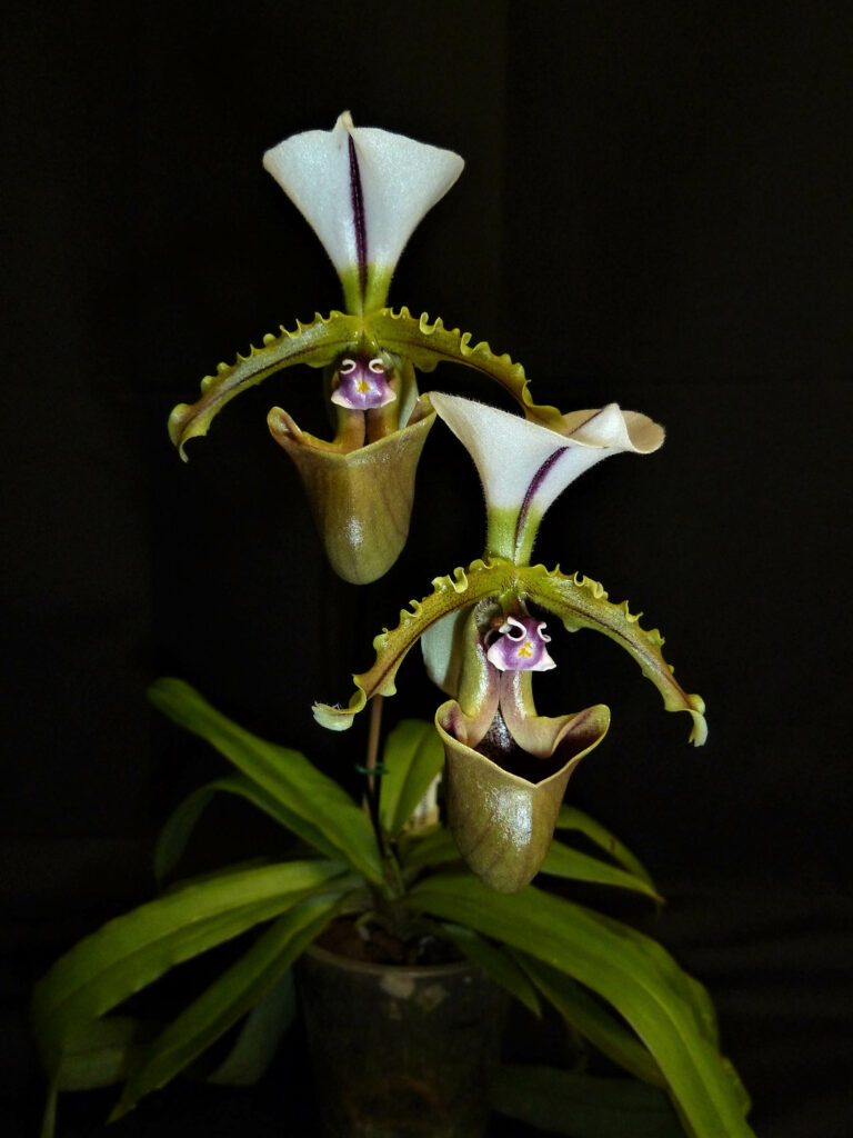 Paphiopedilum spicerianum