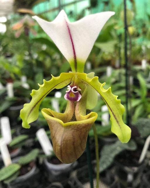 Paphiopedilum spicerianum