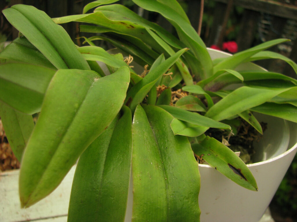 Paphiopedilum spicerianum