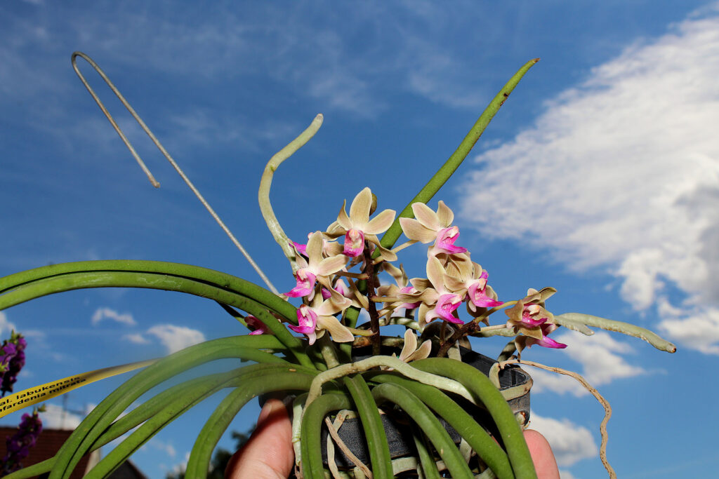 Paraphadenia Juraj Kojs