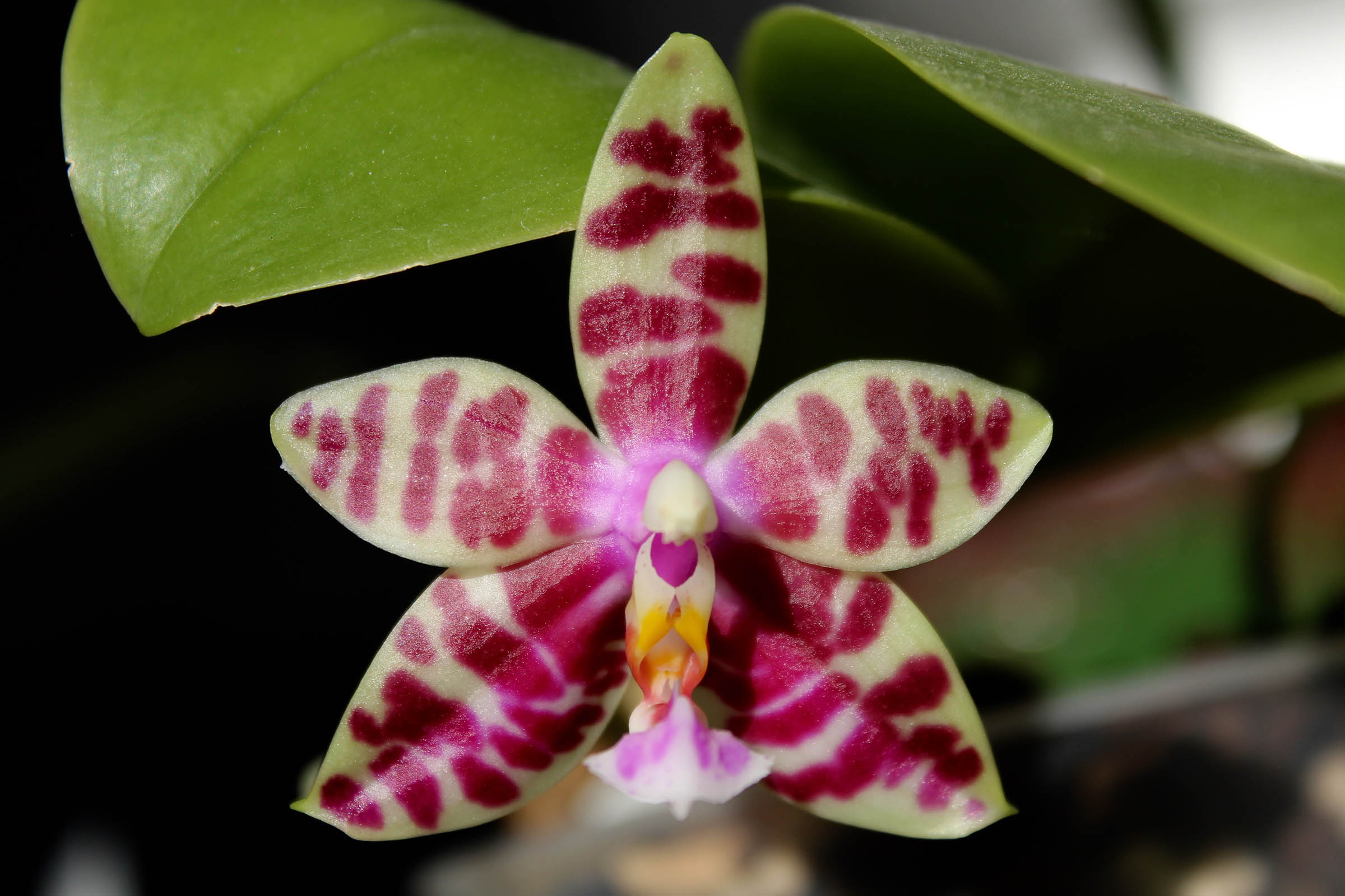 Phalaenopsis Connys Diamond