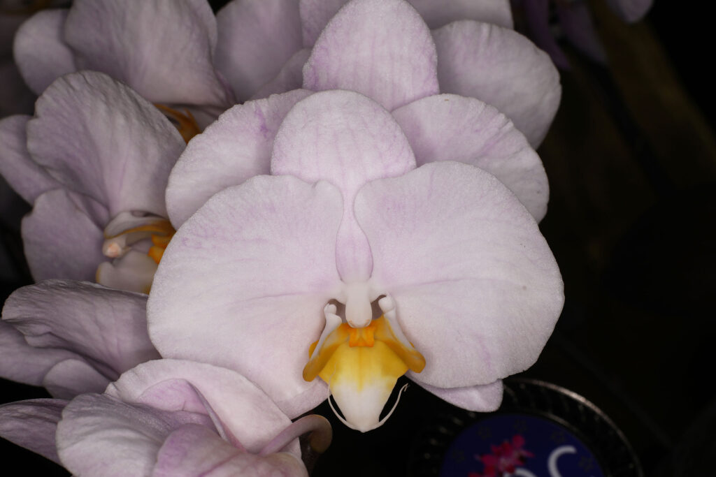 Phalaenopsis Jay Light Jade 'EOC 2024'