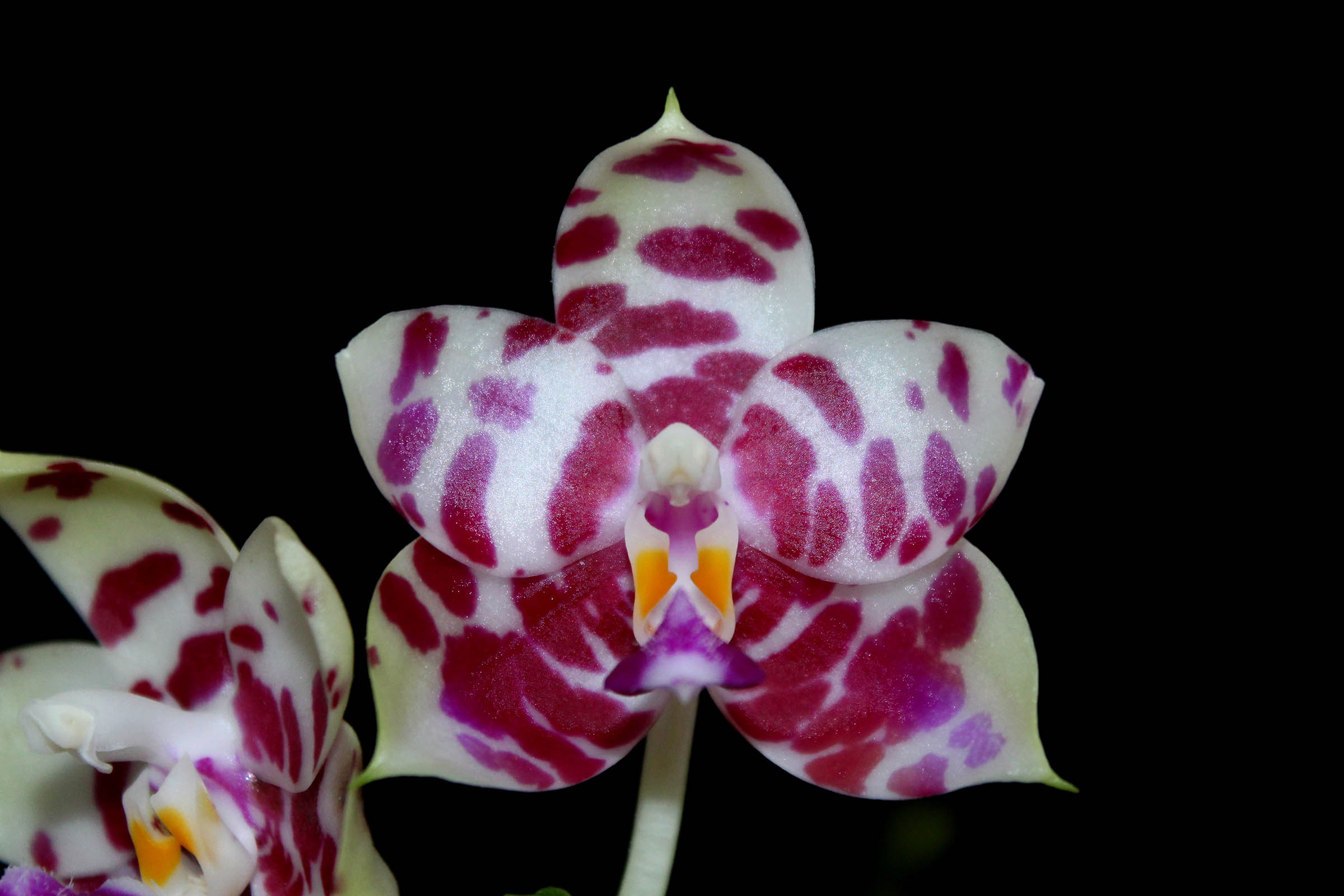 Phalaenopsis KS Super Zebra