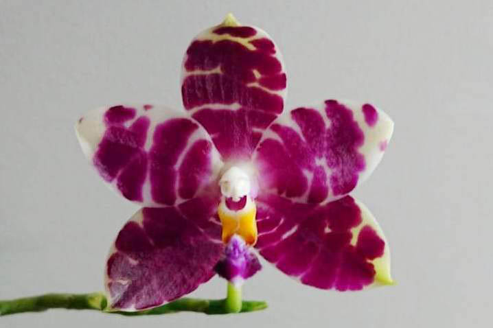 Phalaenopsis KS Super Zebra