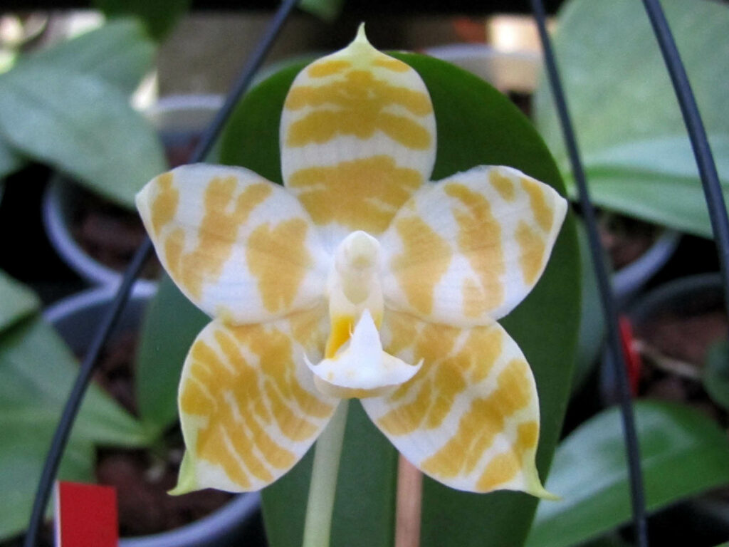 Phalaenopsis KS Super Zebra