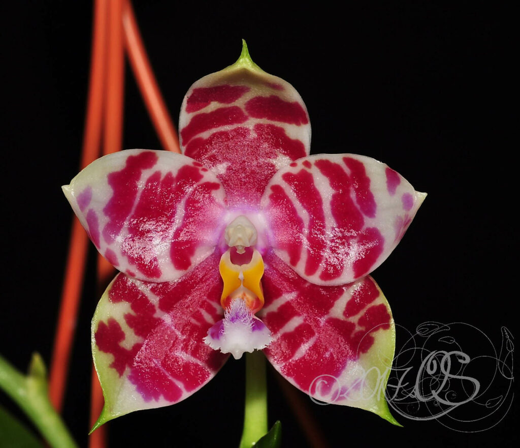 Phalaenopsis KS Super Zebra