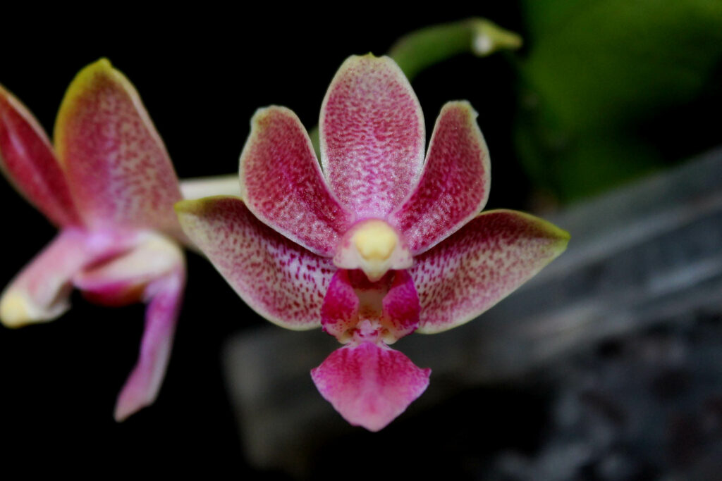 Phalaenopsis Liu's Yellow Star Dust