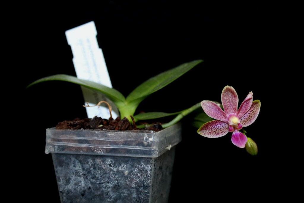 Phalaenopsis Liu's Yellow Star Dust