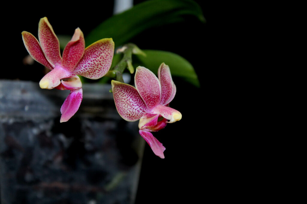 Phalaenopsis Liu's Yellow Star Dust