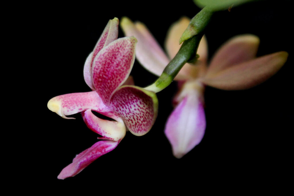 Phalaenopsis Liu's Yellow Star Dust