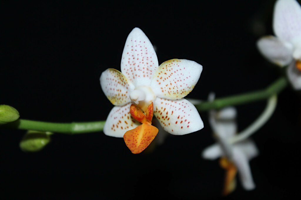 Phalaenopsis Mini Mark