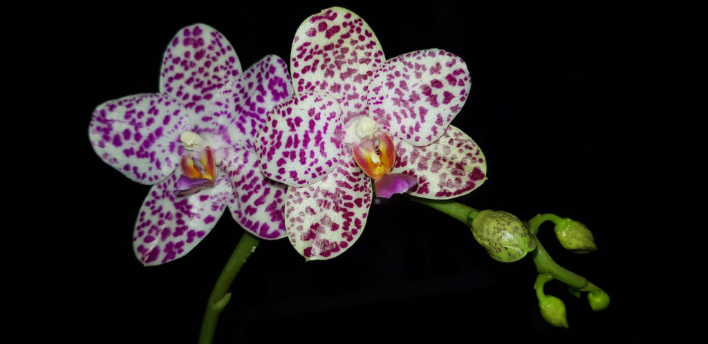 Phalaenopsis Sogo Spot