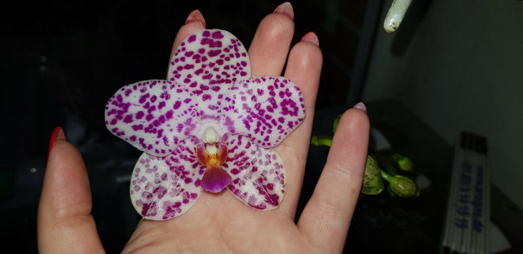 Phalaenopsis Sogo Spot