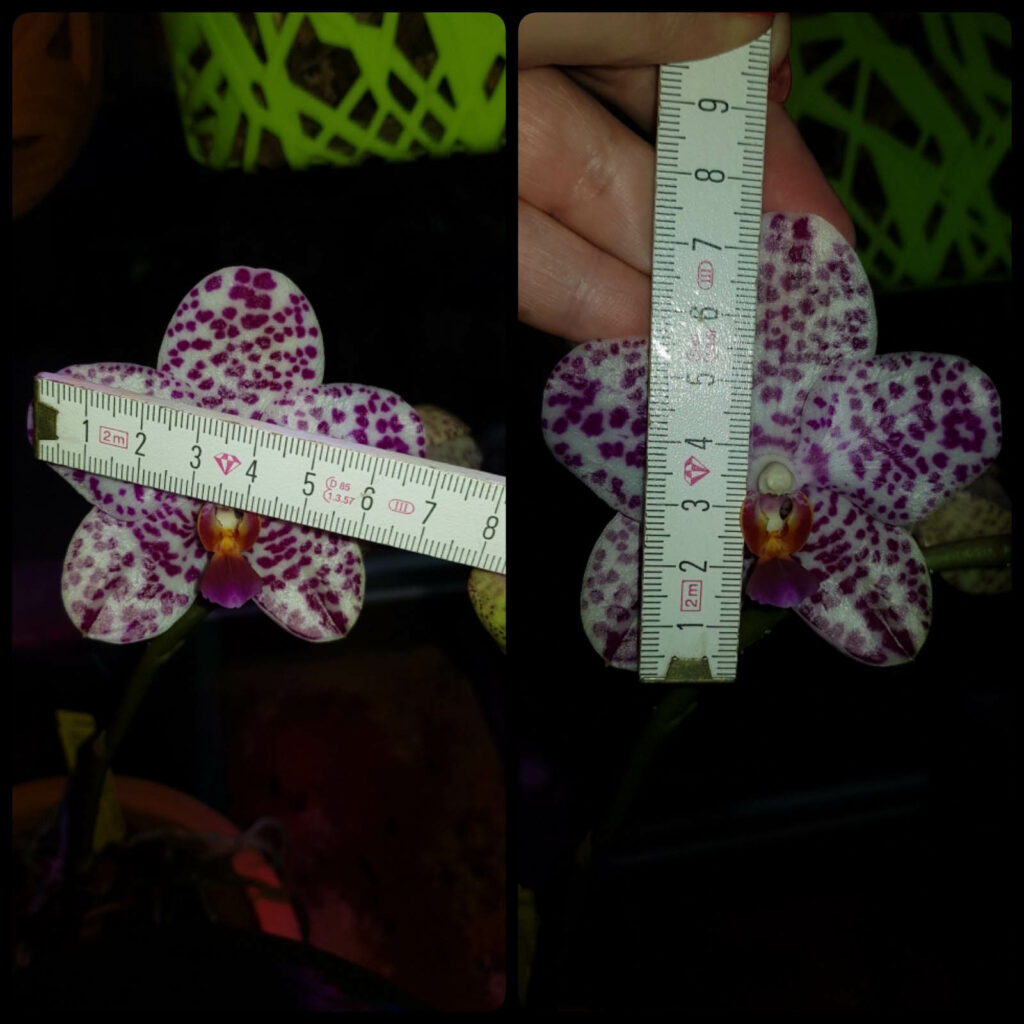 Phalaenopsis Sogo Spot