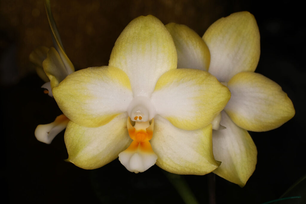 Phalaenopsis The Birth of Venus 'EOC 2024'