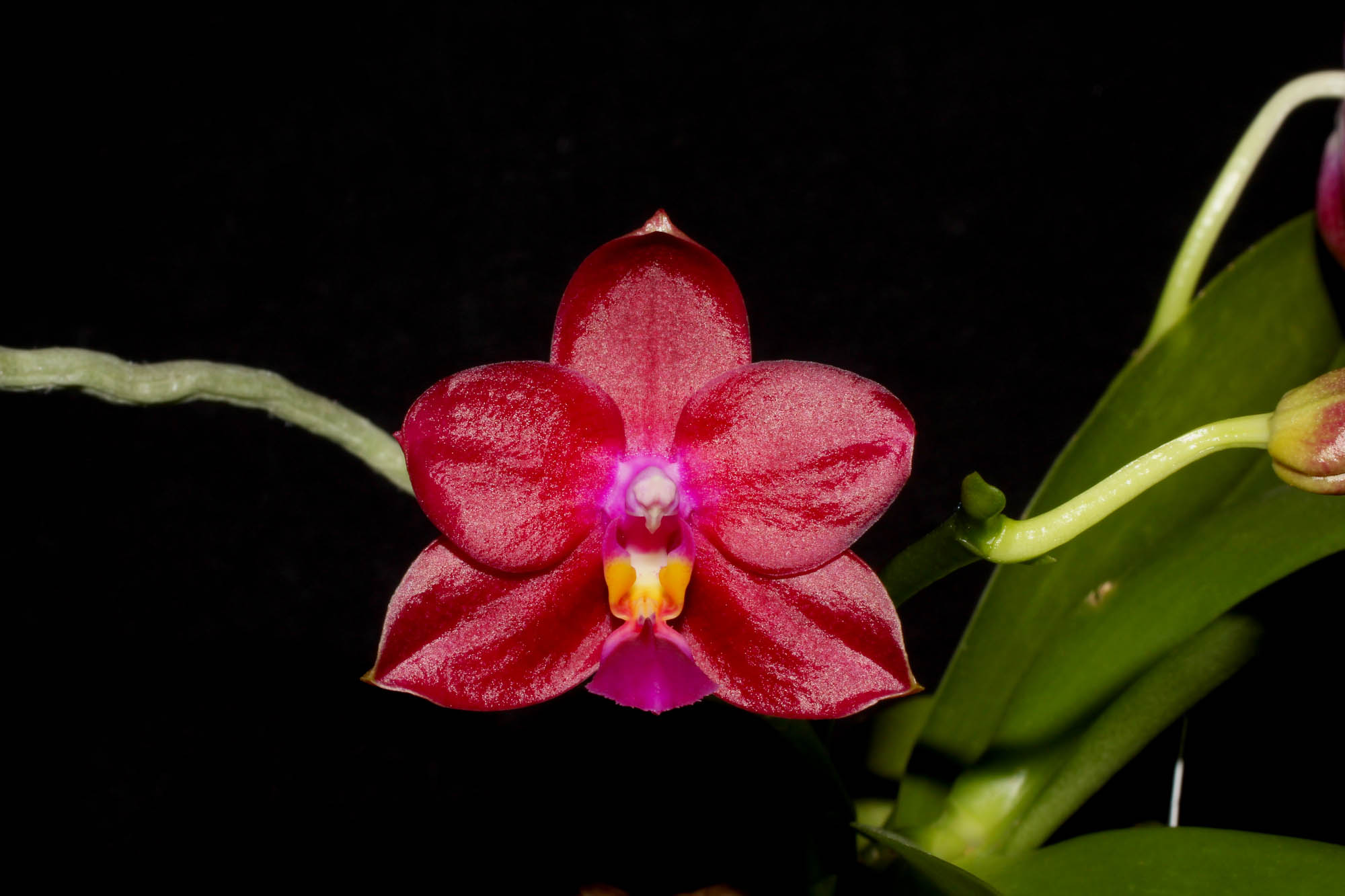 Phalaenopsis Zheng Min Pheasant