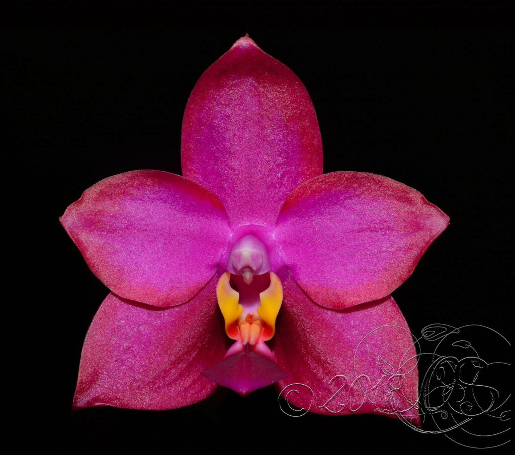 Phalaenopsis Zheng Min Pheasant