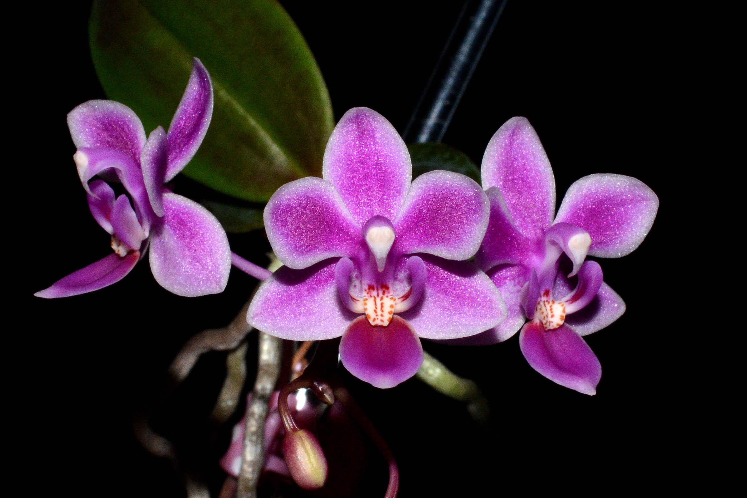 Phalaenopsis equestris var. rosea