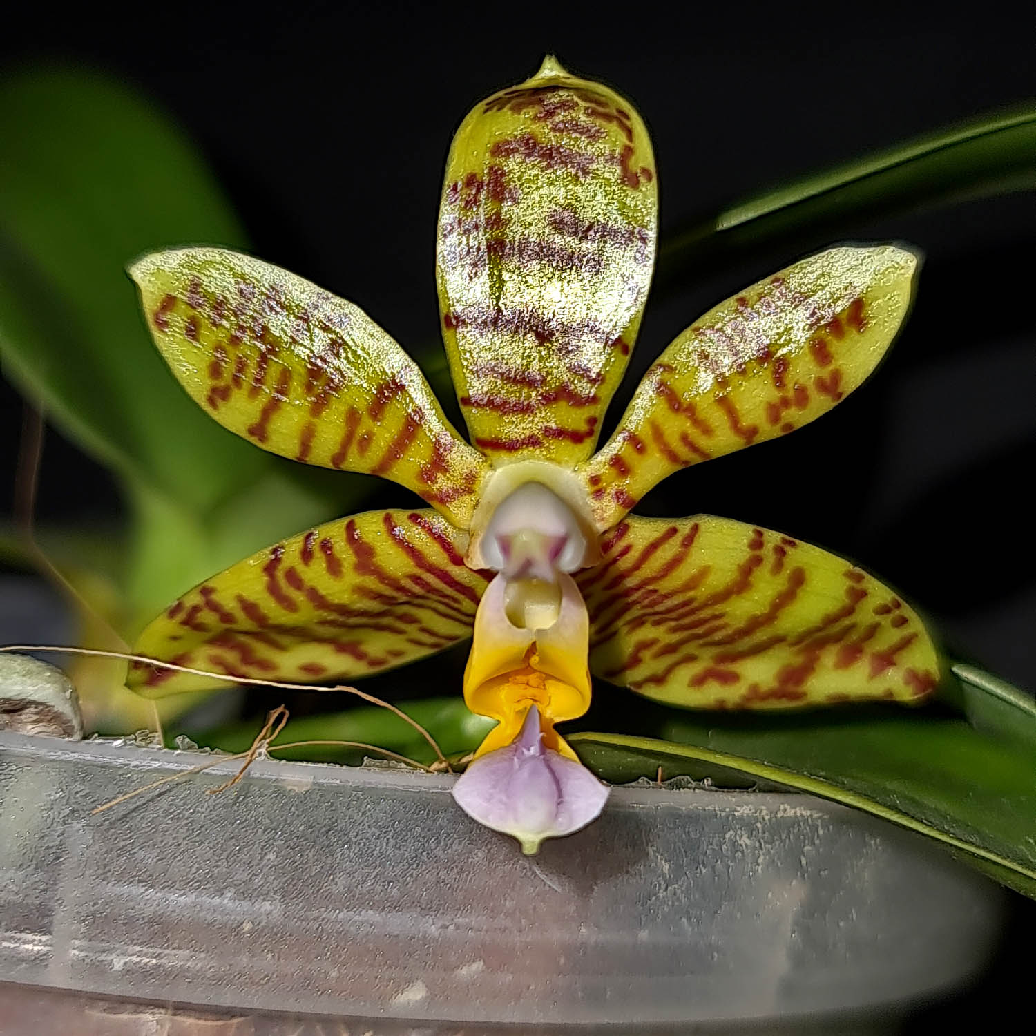 Phalaenopsis fasciata