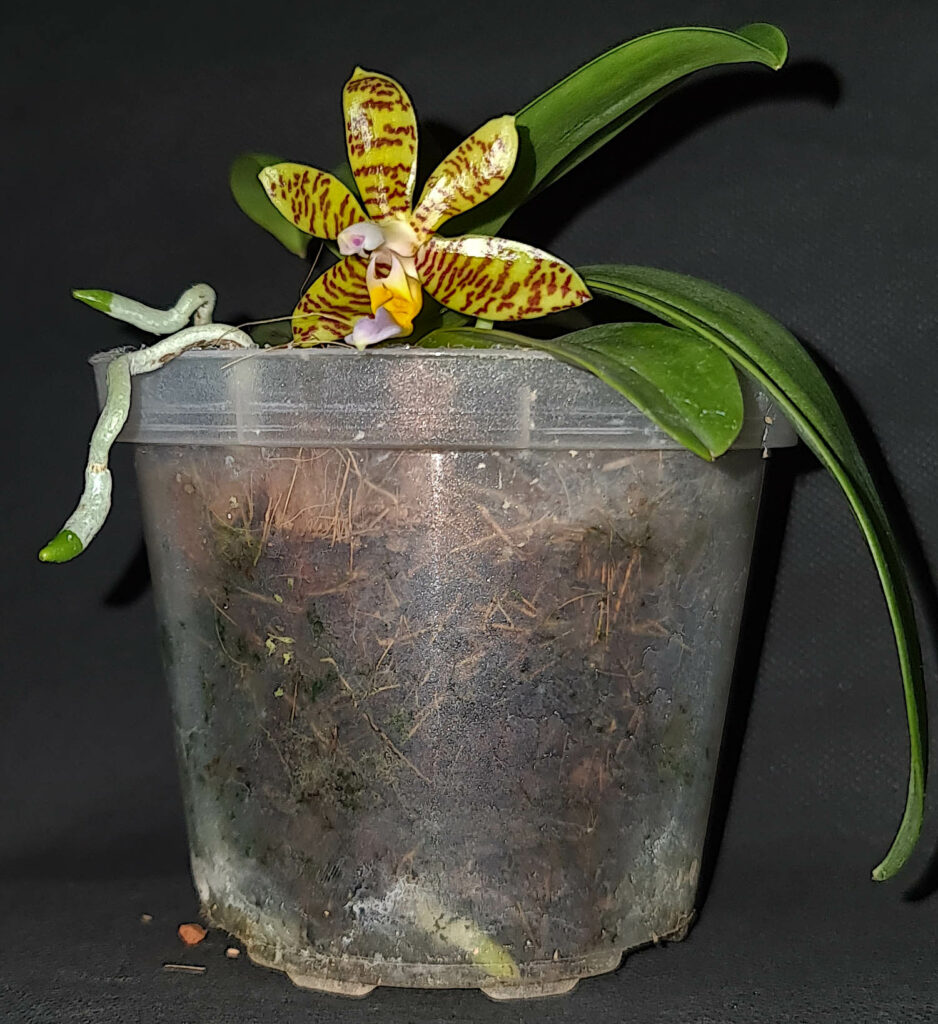 Phalaenopsis fasciata