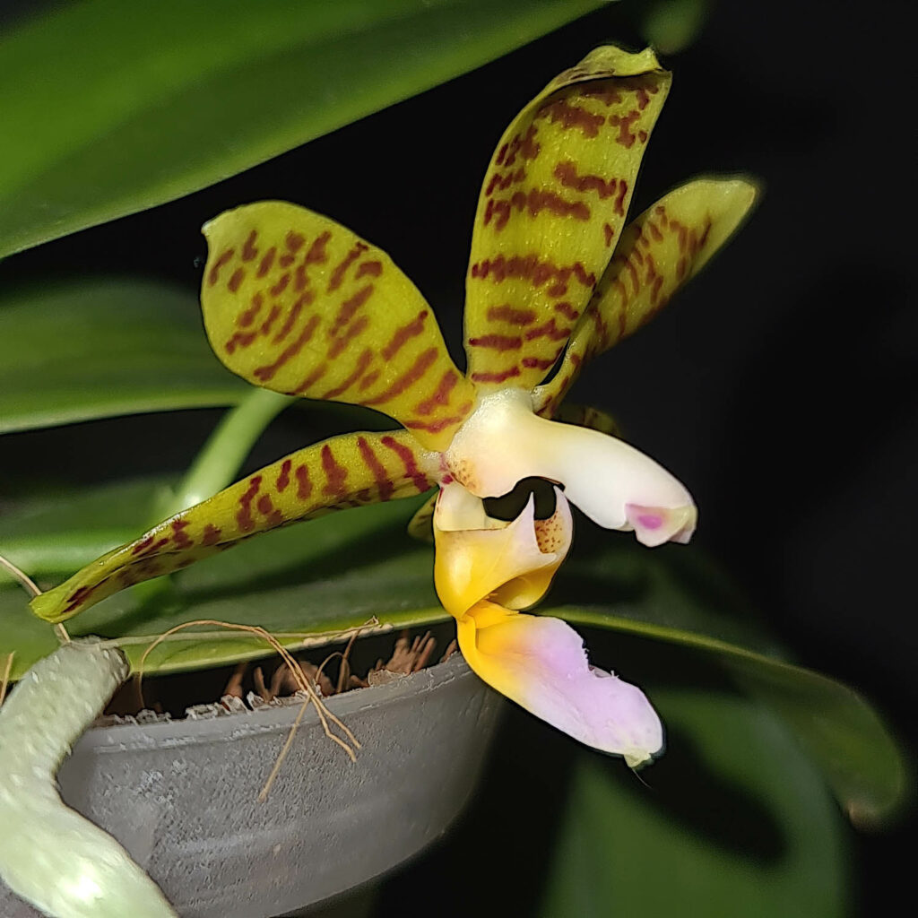 Phalaenopsis fasciata