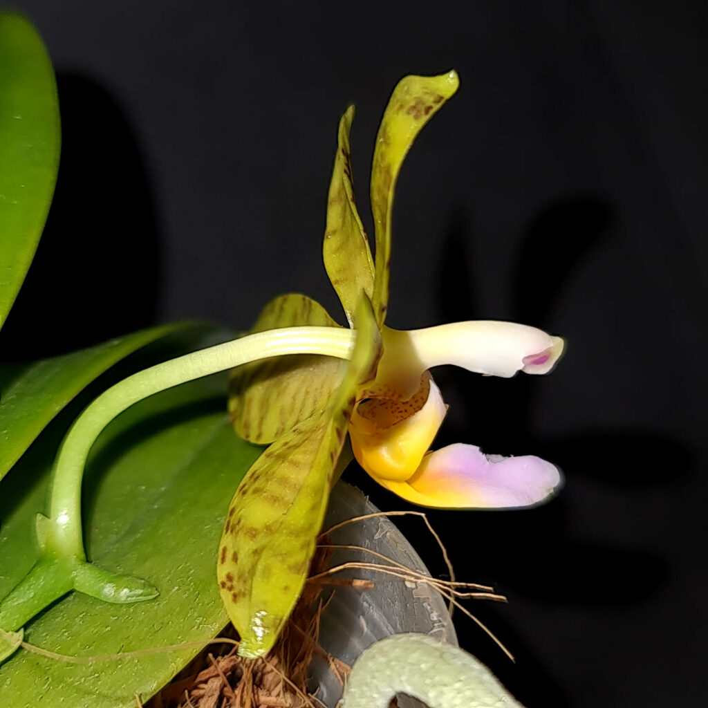 Phalaenopsis fasciata