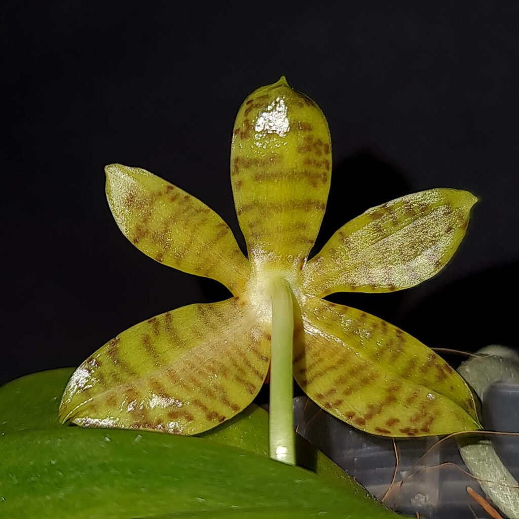 Phalaenopsis fasciata