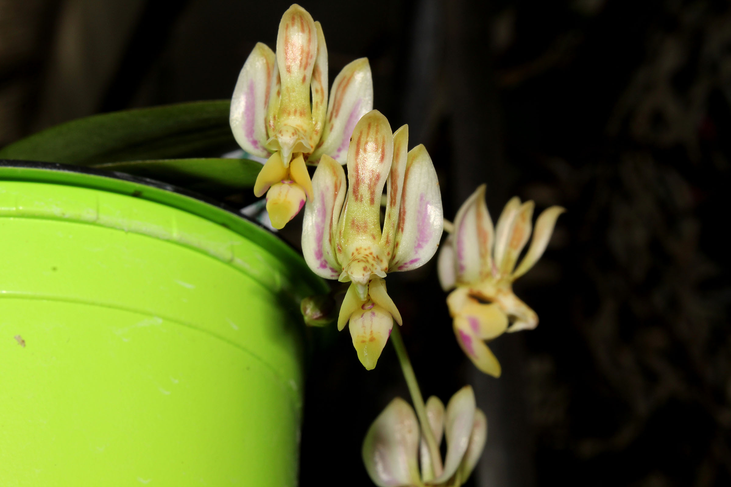 Phalaenopsis finleyi