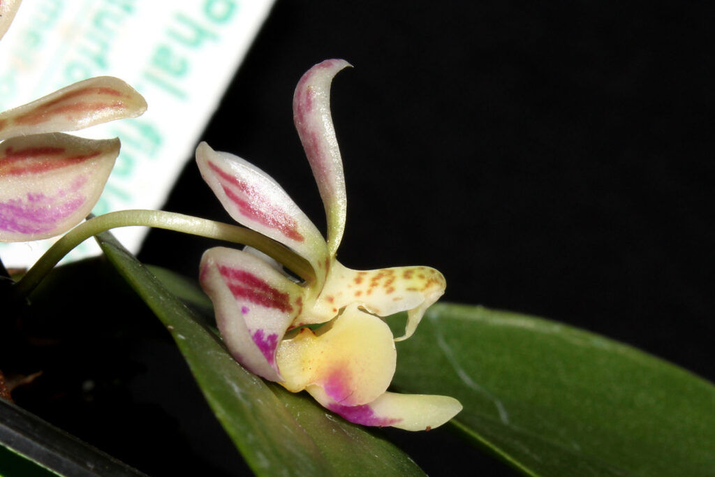 Phalaenopsis finleyi