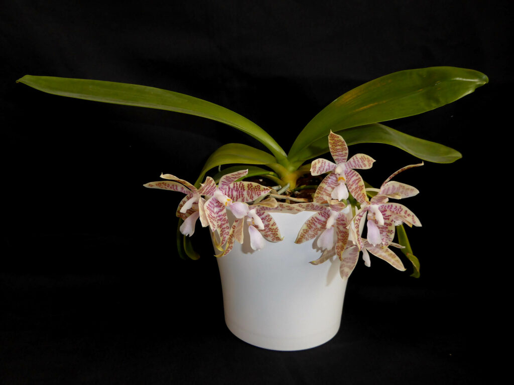 Phalaenopsis hieroglyphica
