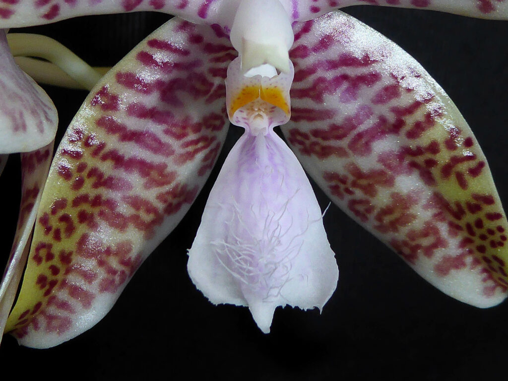 Phalaenopsis hieroglyphica