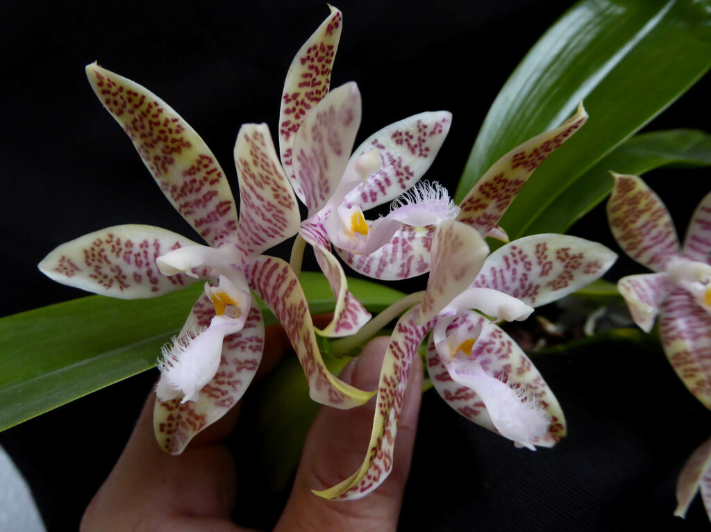 Phalaenopsis hieroglyphica