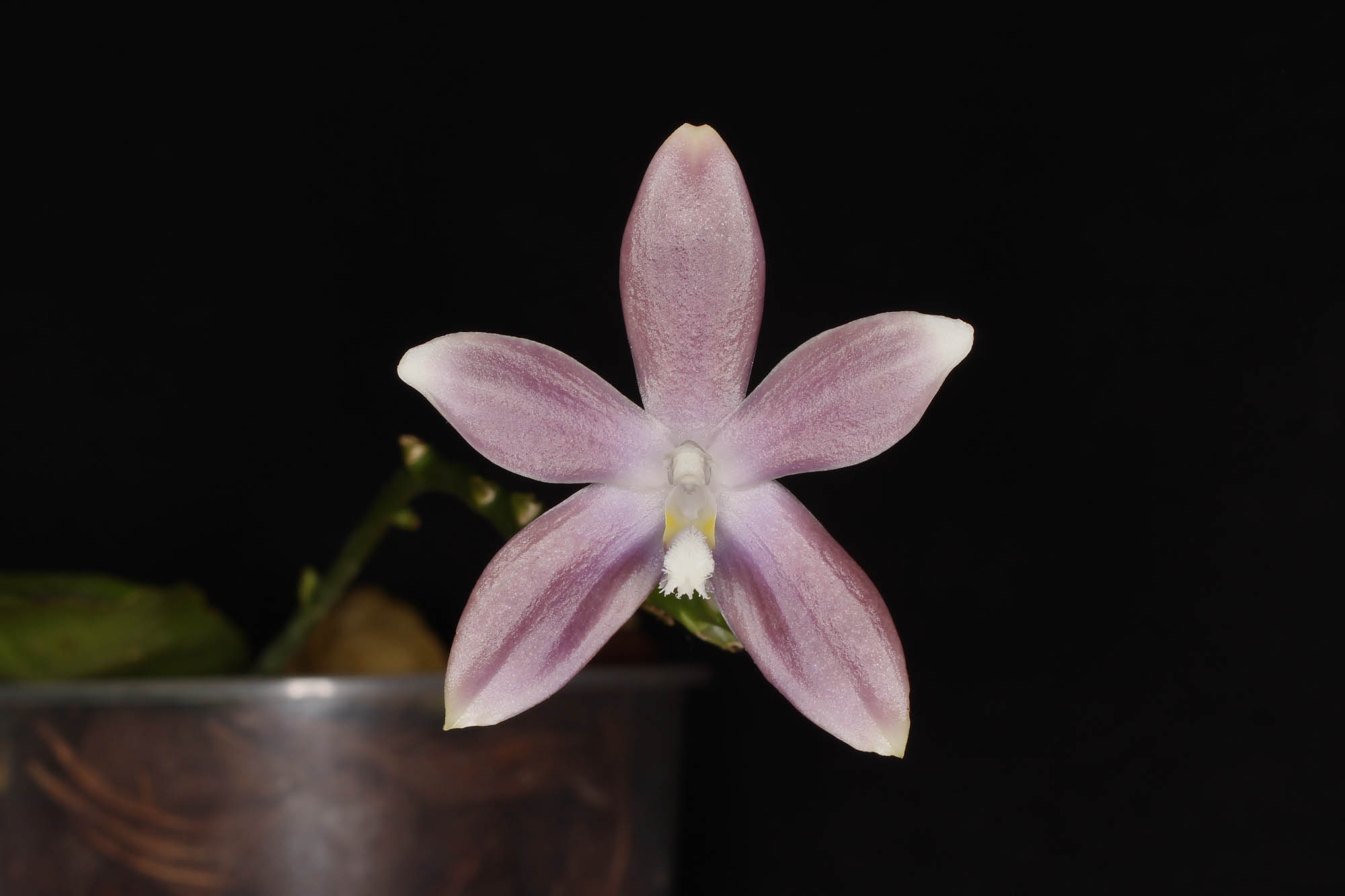 Phalaenopsis tetraspis f. livida