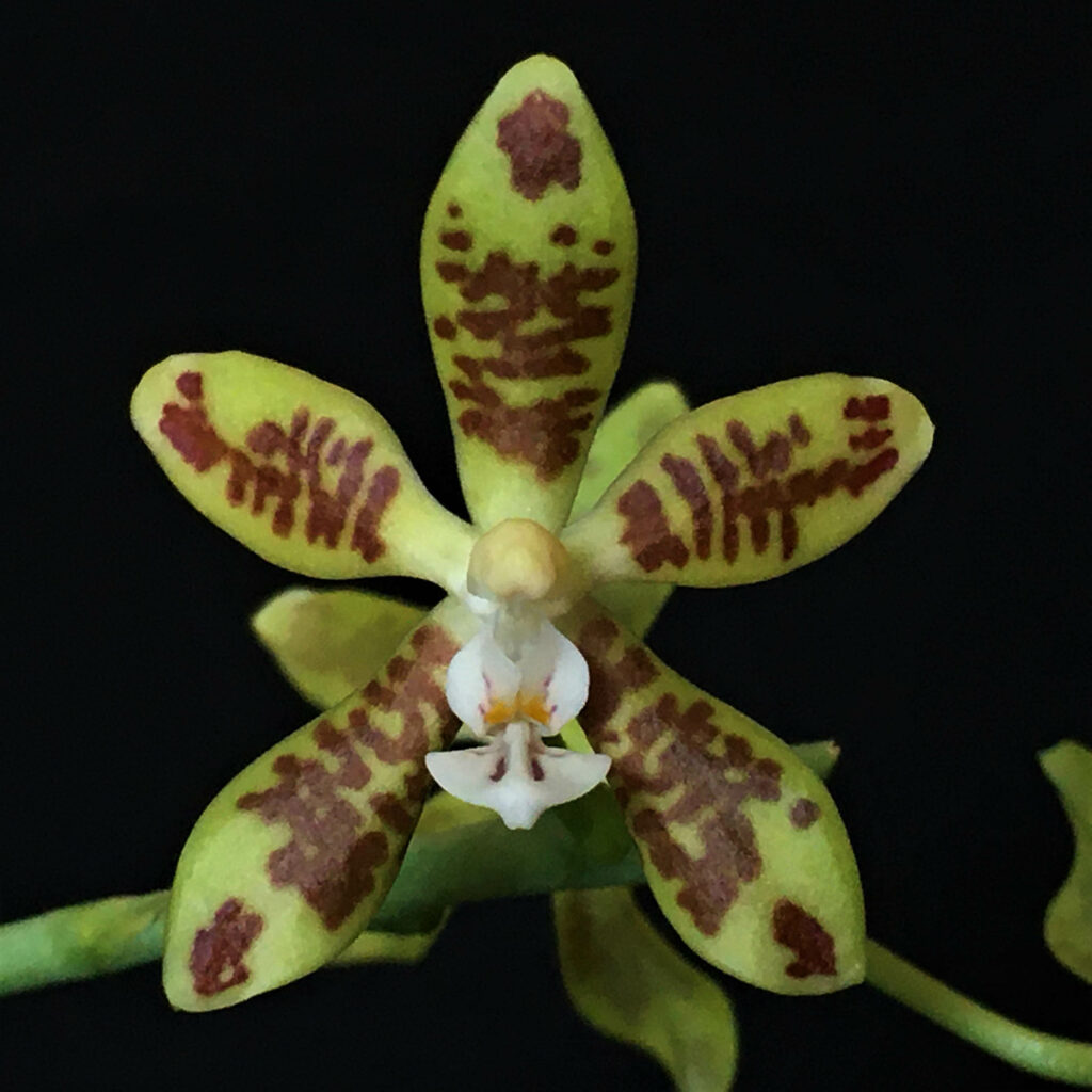 Phalaenopsis viridis