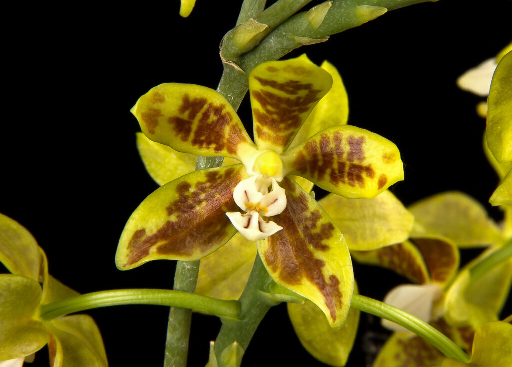 Phalaenopsis viridis